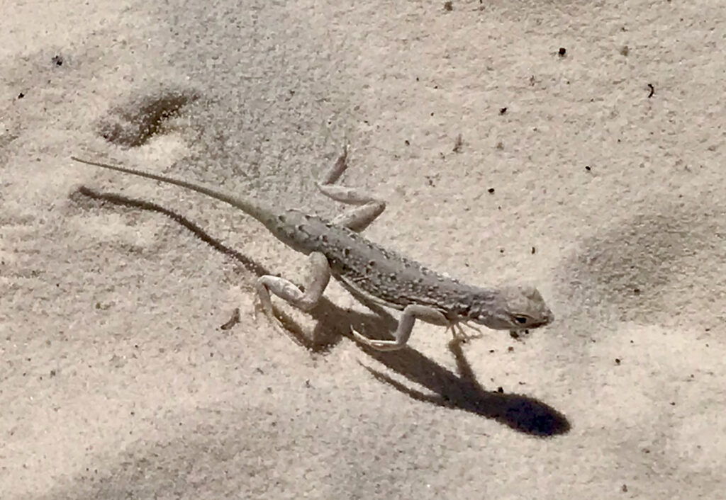 Bleached earless lizard