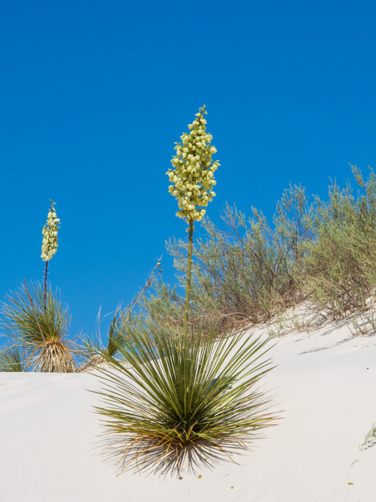 Soaptree Yucca