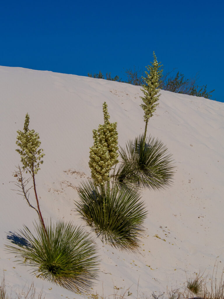 Soaptree Yucca at White Sands National Park
