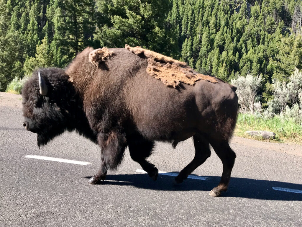 Bufflo at Yellowstone National Park