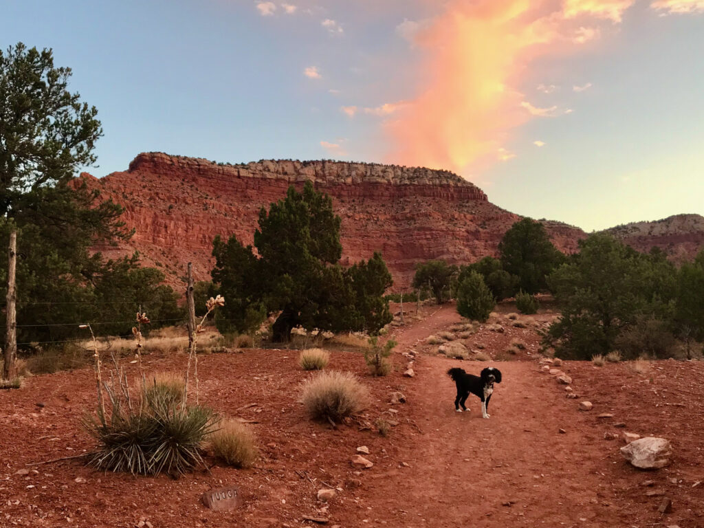 Jake on a walk at the Grand Plateau RV Park outside of Kanab