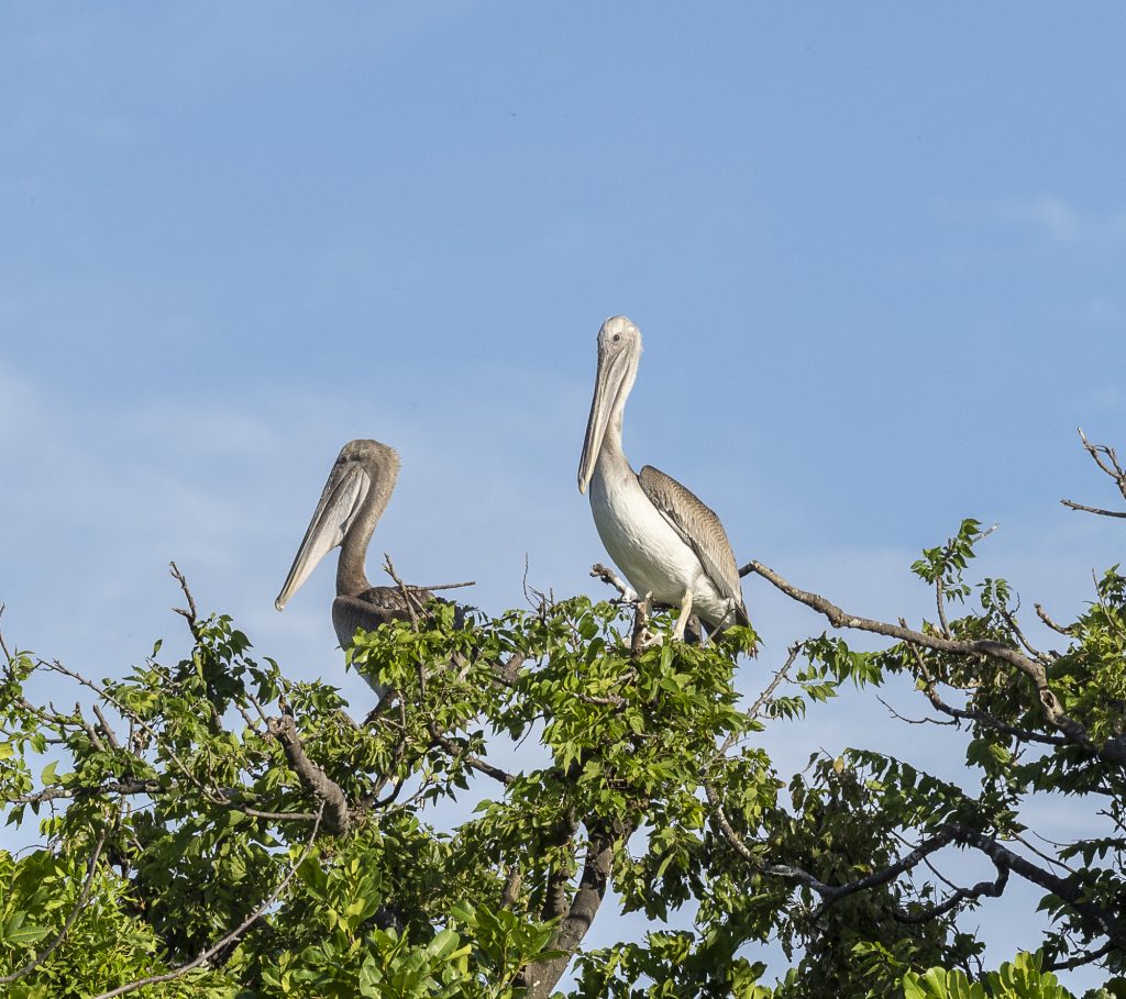 Pelicans on Greater Byrd Island