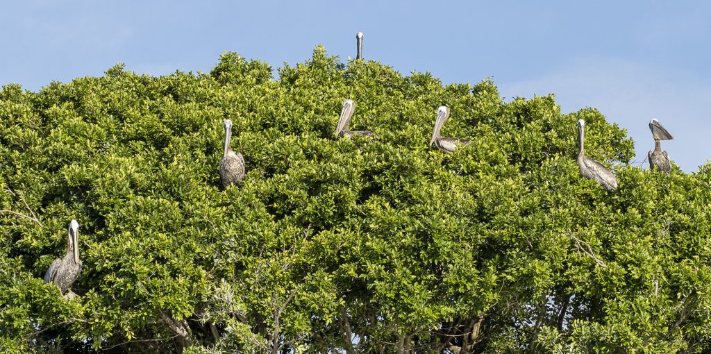 Pelicans at Greater Byrd Island