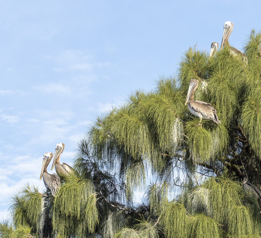 Pelicans at Greater Byrd Island