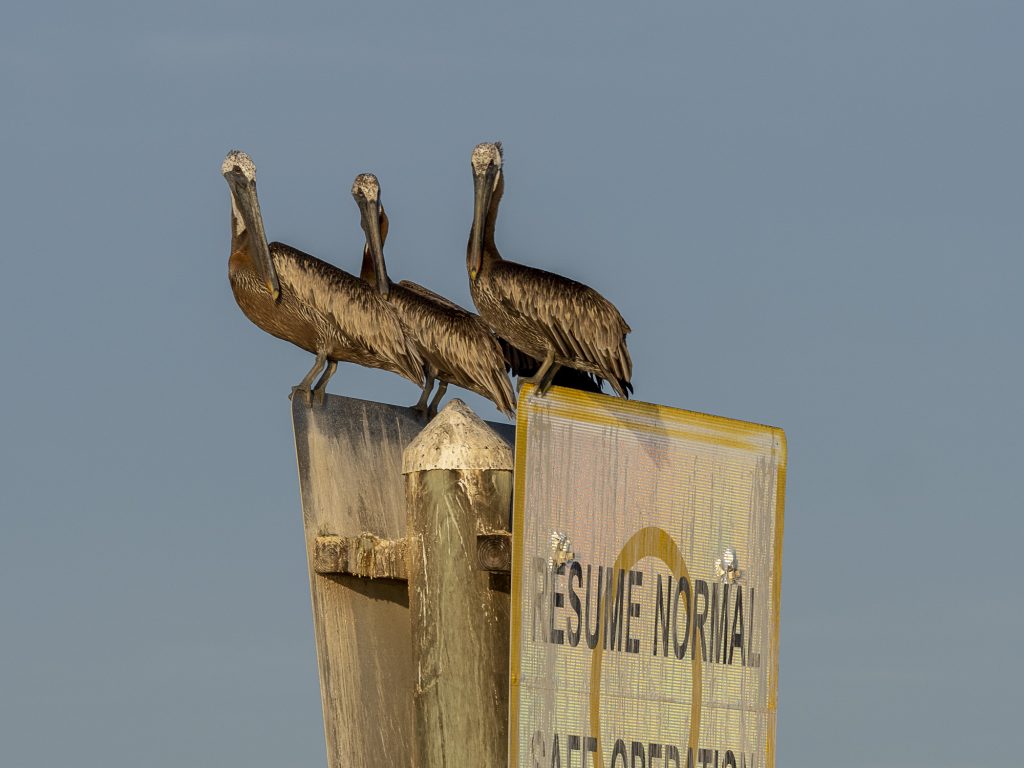 Pelicans in the Lagoon