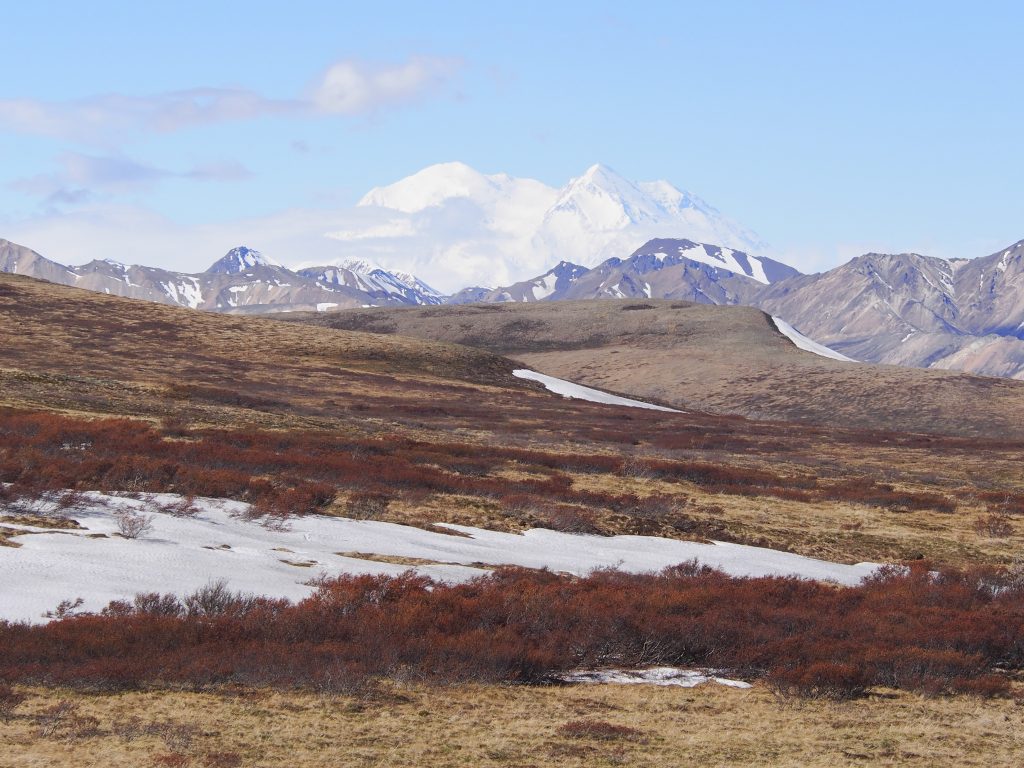 Denali from the north road into the park