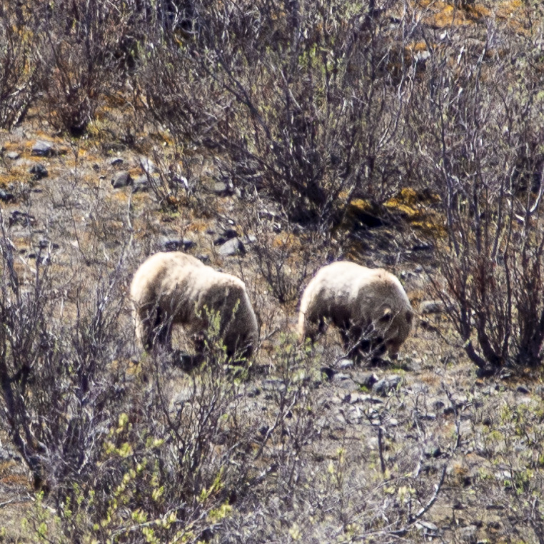 Grizzly Bears at Denali National Park