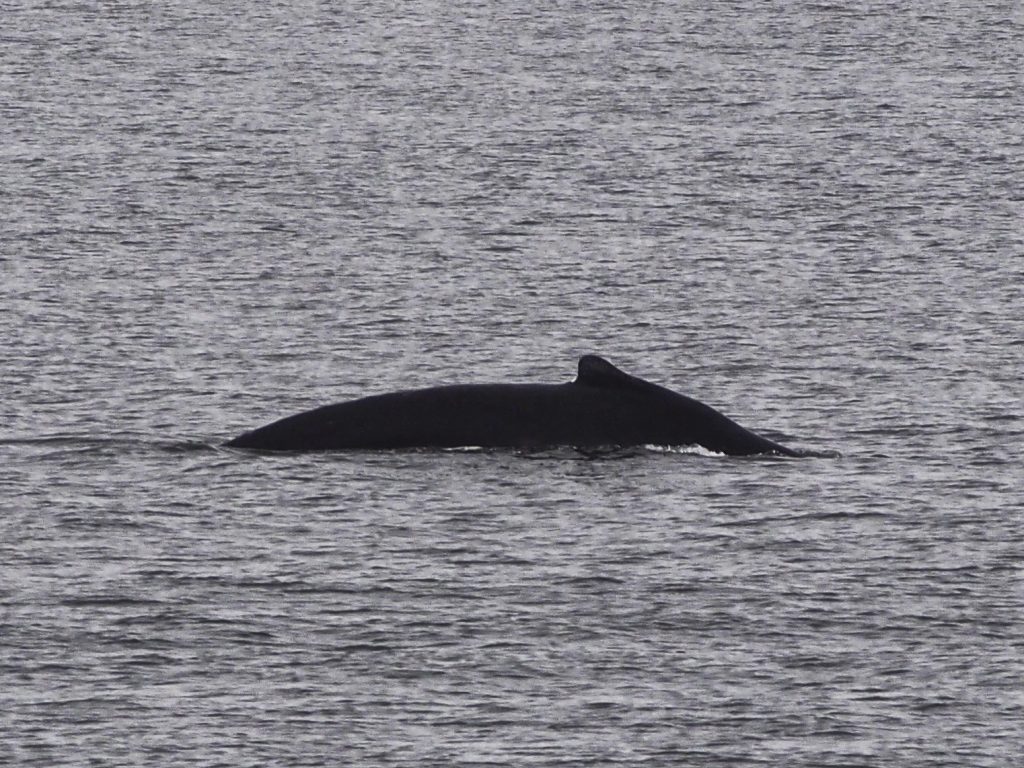 Juneau Whale Watching