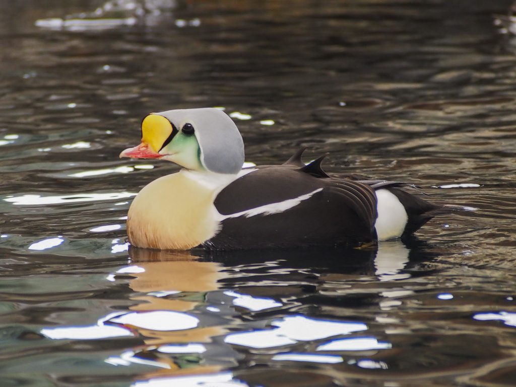 Seward - Alaska SeSeaLife Center - Puiffin