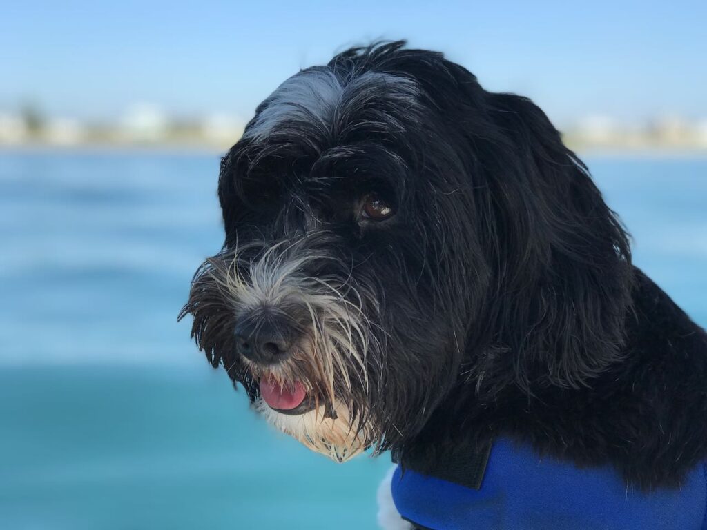 Jake 🐶