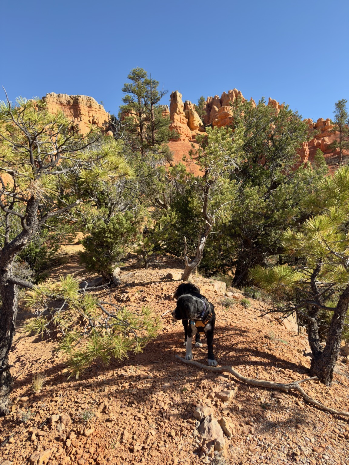 Red Canyon Utah