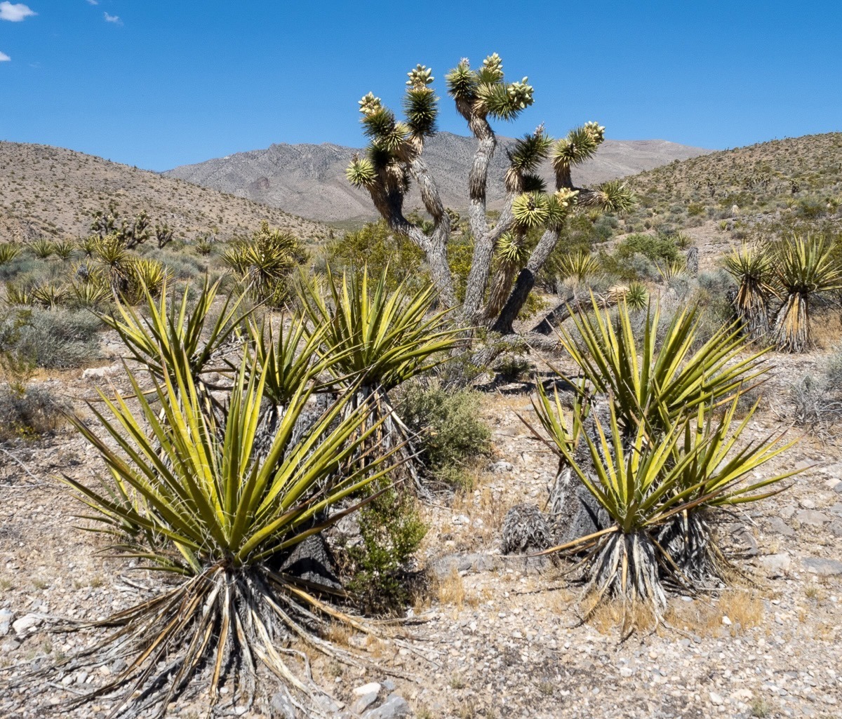 Spring Mountians National Recreation Area
