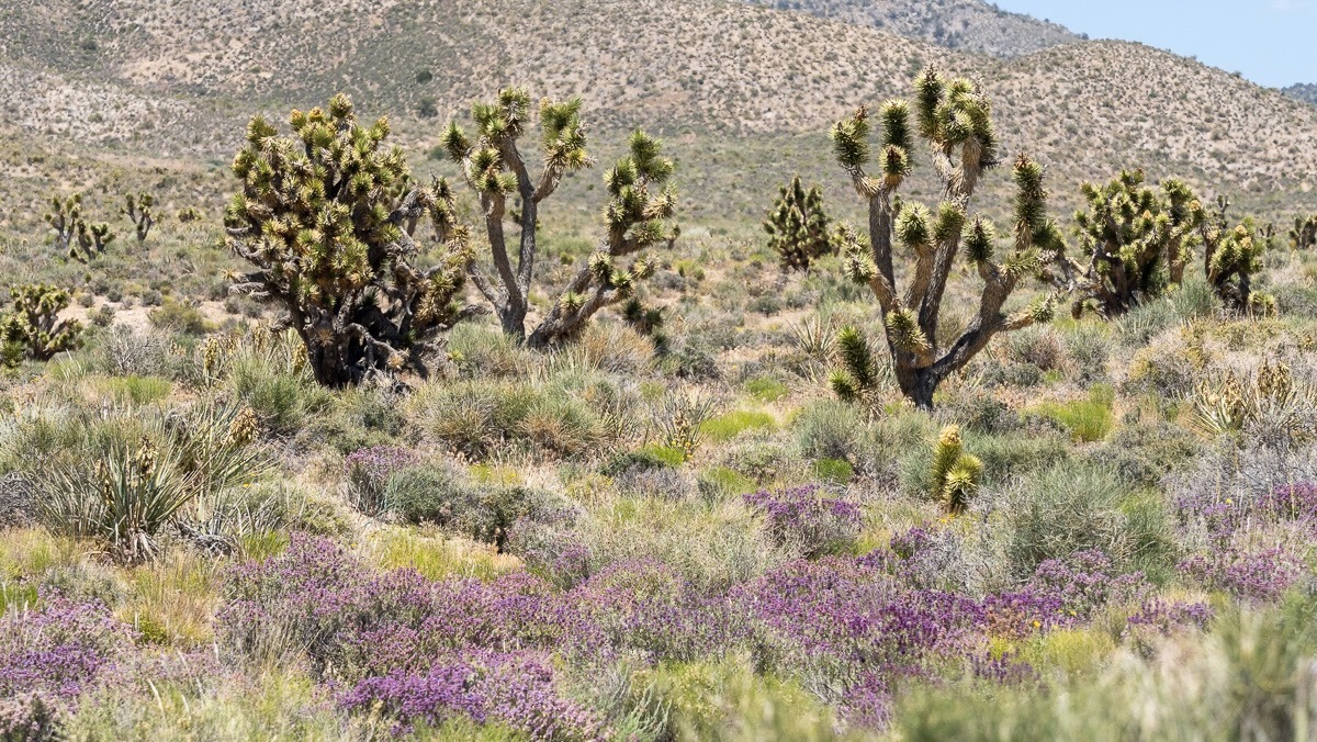 Spring Mountians National Recreation Area