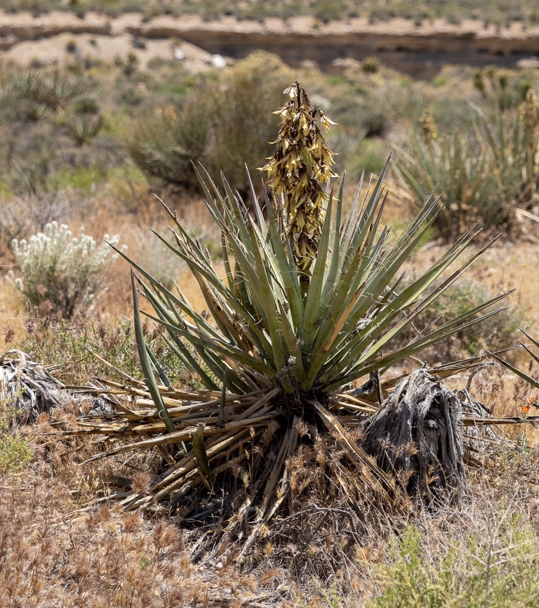 Spring Mountians National Recreation Area