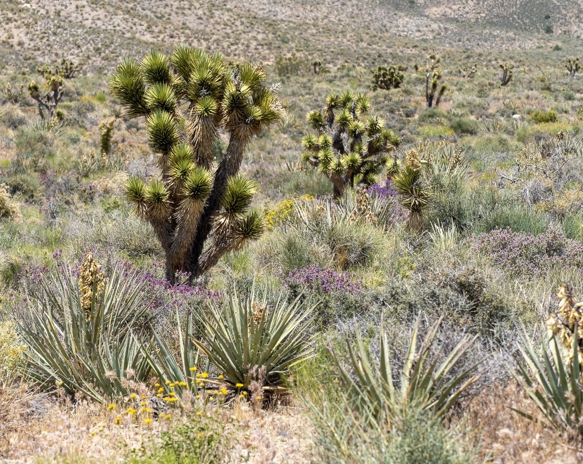Spring Mountians National Recreation Area