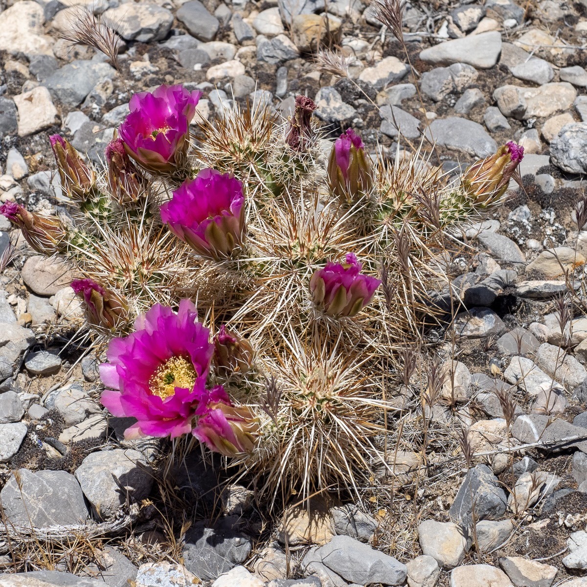 Spring Mountians National Recreation Area
