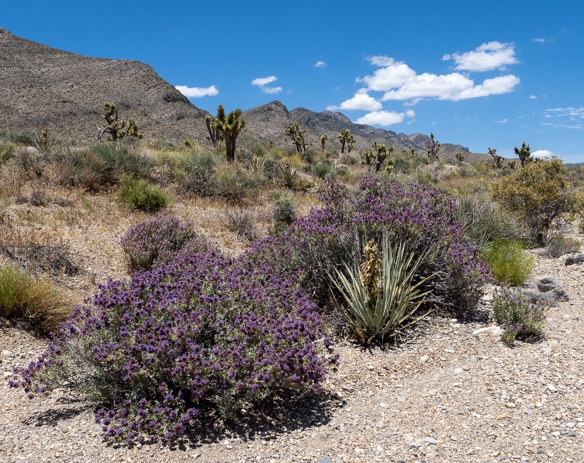 Spring Mountians National Recreation Area