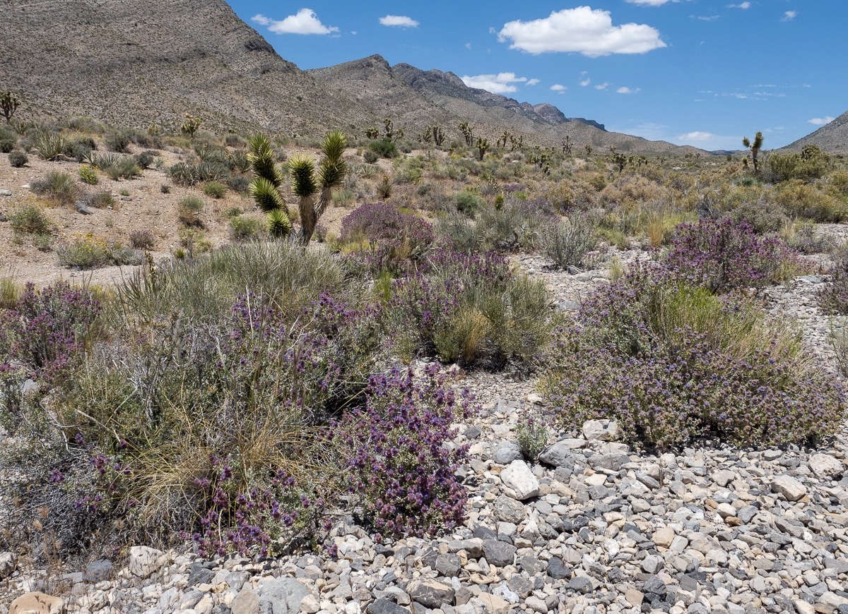 Spring Mountians National Recreation Area