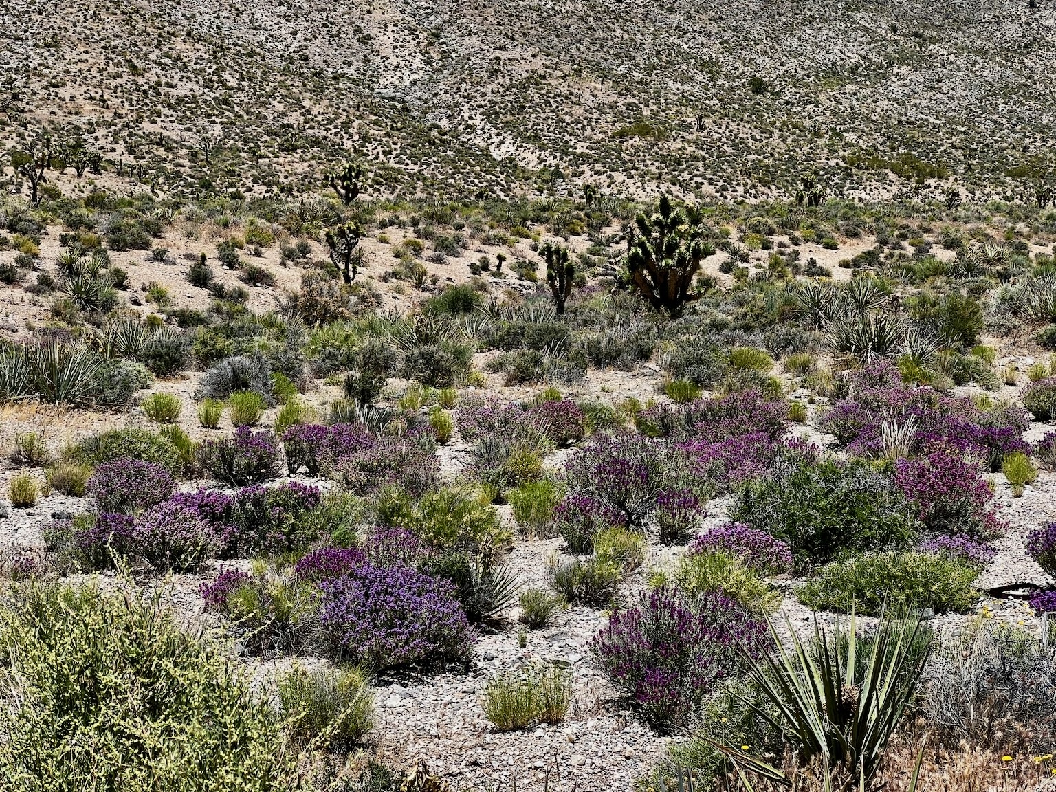 Patosi Mine Overland near Las Vegas