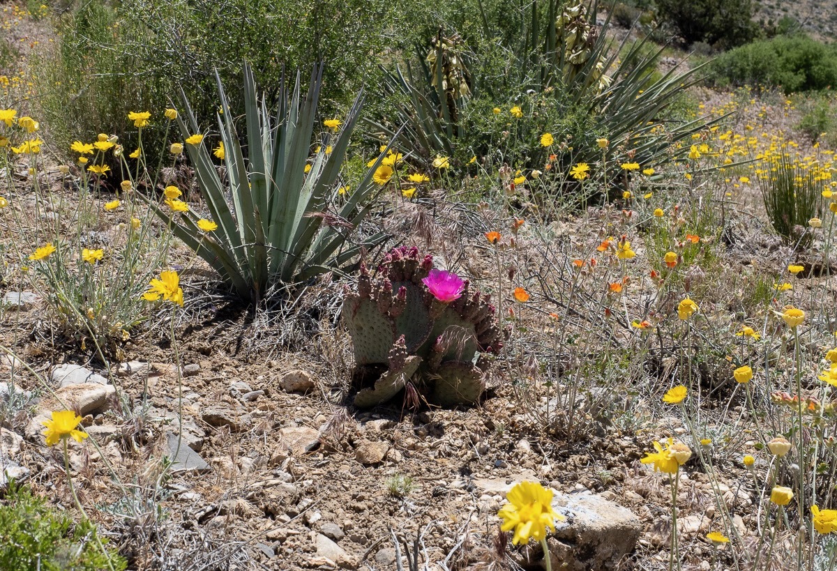 Spring Mountians National Recreation Area