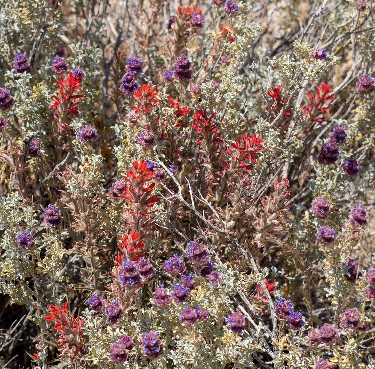 Spring Mountians National Recreation Area