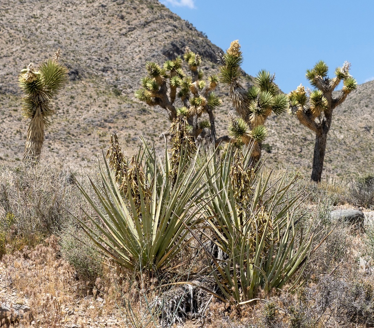 Spring Mountians National Recreation Area