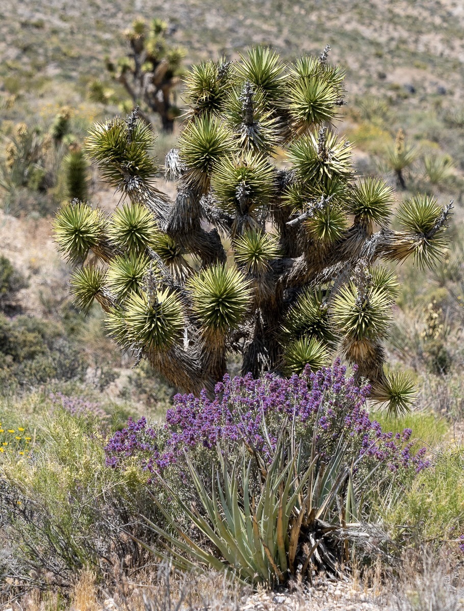 Spring Mountians National Recreation Area