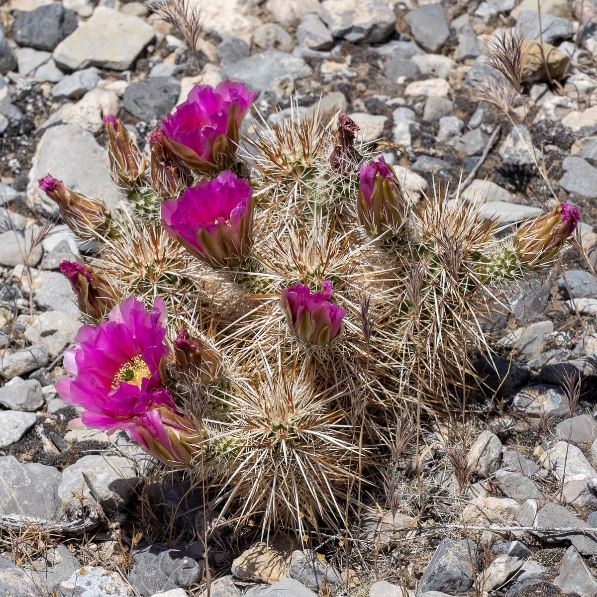 Spring Mountians National Recreation Area