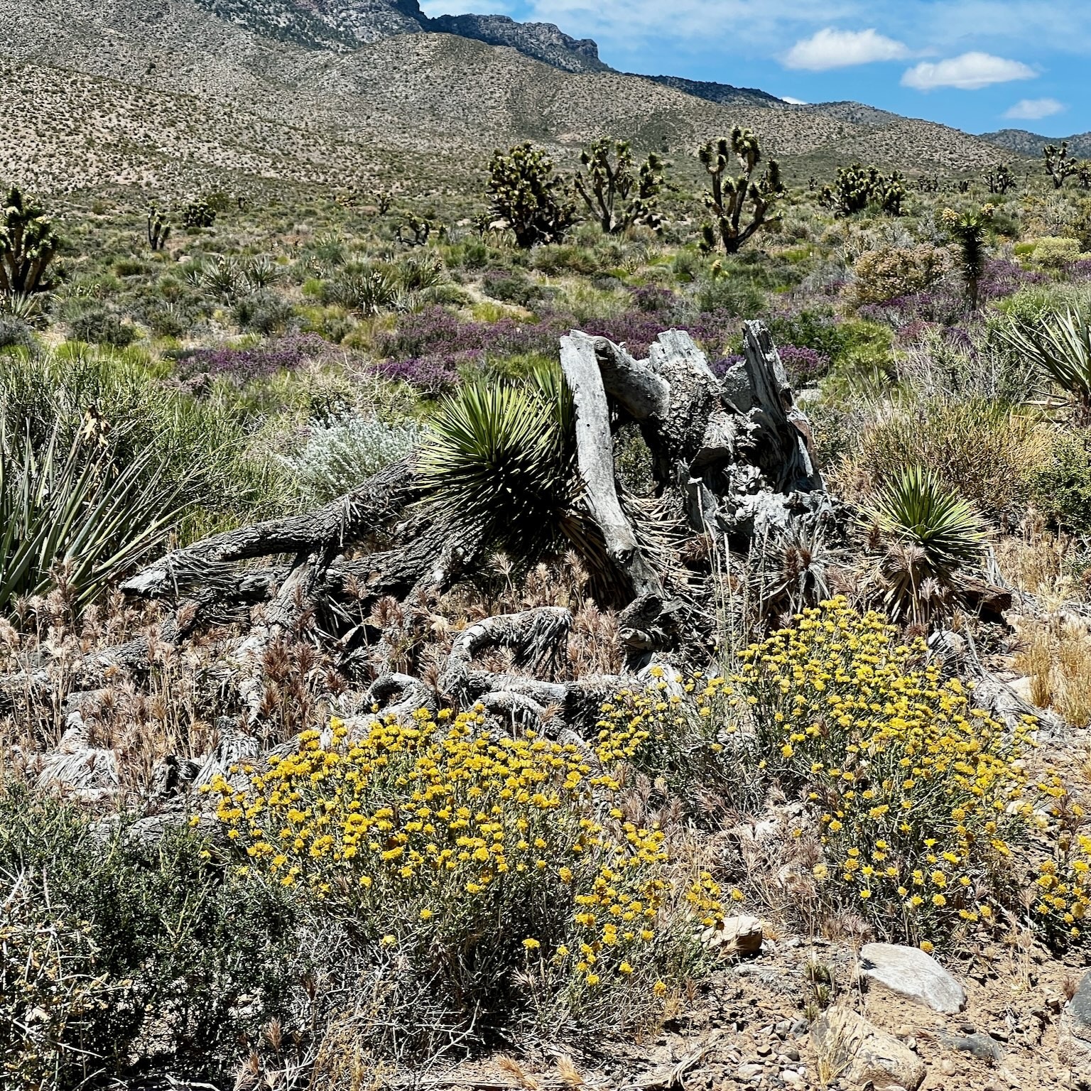 Patosi Mine Overland near Las Vegas