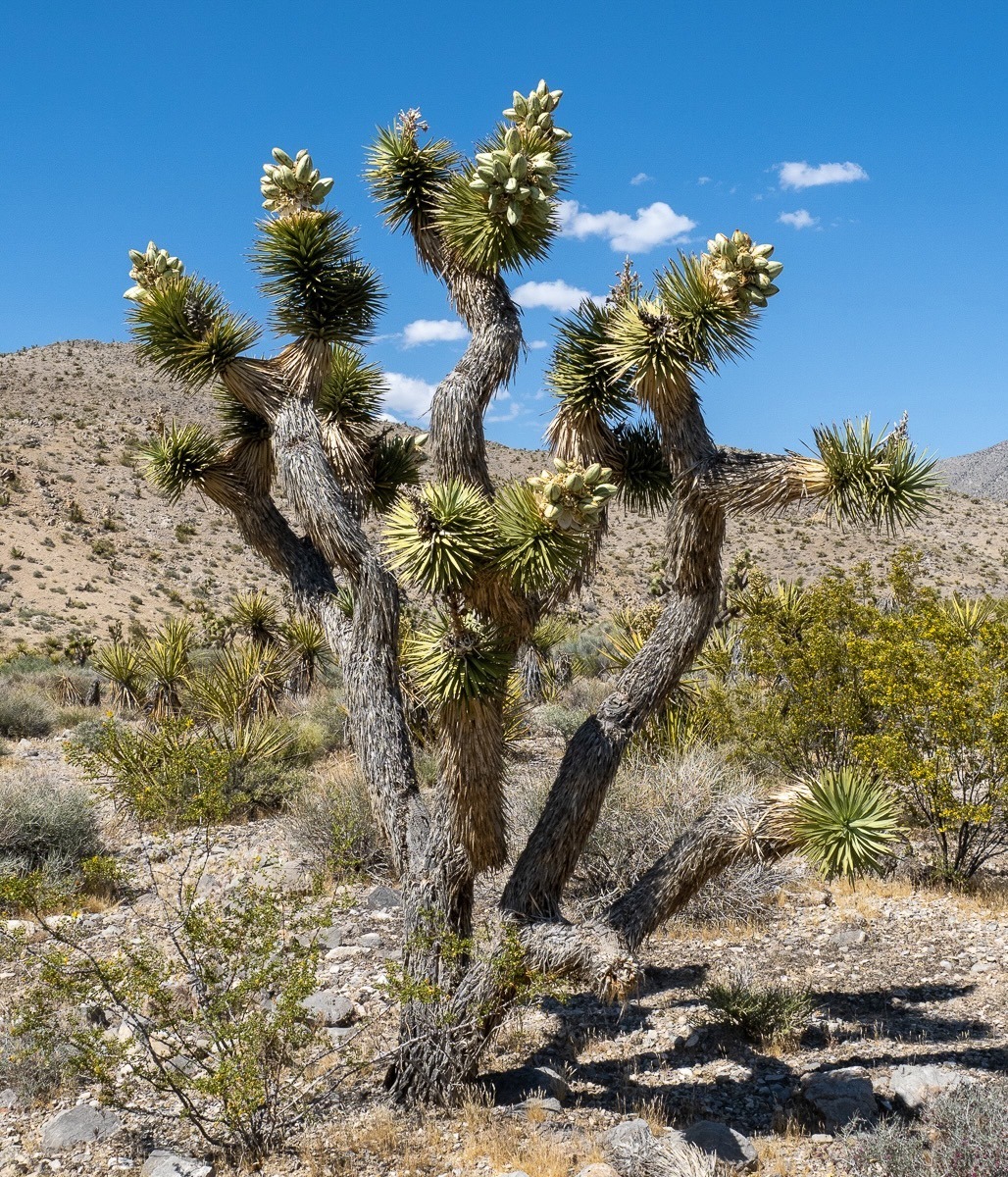 Spring Mountians National Recreation Area